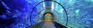 Mandalay Bay Shark Reef