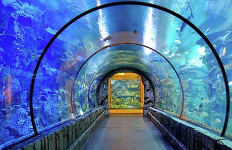 NV5 - Mandalay Bay Shark Reef