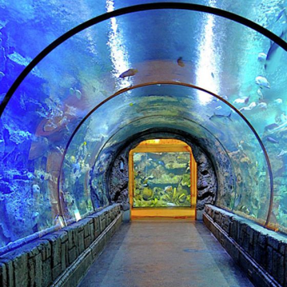 NV5 - Mandalay Bay Shark Reef