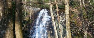 USFS Biological Evaluation & Bat Surveys for NC 215