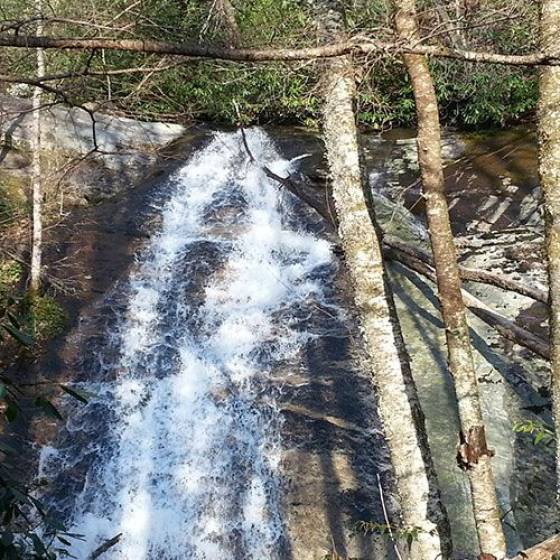 USFS Biological Evaluation & Bat Surveys